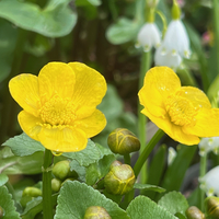 Caltha palustris